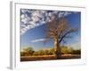 Boab Tree, Kimberley, Western Australia, Australia, Pacific-Schlenker Jochen-Framed Photographic Print
