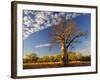 Boab Tree, Kimberley, Western Australia, Australia, Pacific-Schlenker Jochen-Framed Photographic Print