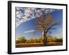 Boab Tree, Kimberley, Western Australia, Australia, Pacific-Schlenker Jochen-Framed Photographic Print