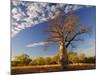 Boab Tree, Kimberley, Western Australia, Australia, Pacific-Schlenker Jochen-Mounted Photographic Print