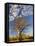 Boab Tree, Kimberley, Western Australia, Australia, Pacific-Schlenker Jochen-Framed Stretched Canvas