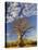 Boab Tree, Kimberley, Western Australia, Australia, Pacific-Schlenker Jochen-Stretched Canvas