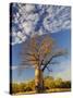 Boab Tree, Kimberley, Western Australia, Australia, Pacific-Schlenker Jochen-Stretched Canvas