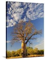 Boab Tree, Kimberley, Western Australia, Australia, Pacific-Schlenker Jochen-Stretched Canvas