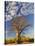 Boab Tree, Kimberley, Western Australia, Australia, Pacific-Schlenker Jochen-Stretched Canvas