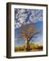 Boab Tree, Kimberley, Western Australia, Australia, Pacific-Schlenker Jochen-Framed Photographic Print