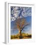 Boab Tree, Kimberley, Western Australia, Australia, Pacific-Schlenker Jochen-Framed Photographic Print