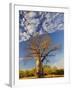 Boab Tree, Kimberley, Western Australia, Australia, Pacific-Schlenker Jochen-Framed Photographic Print