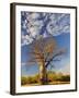 Boab Tree, Kimberley, Western Australia, Australia, Pacific-Schlenker Jochen-Framed Photographic Print