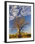 Boab Tree, Kimberley, Western Australia, Australia, Pacific-Schlenker Jochen-Framed Photographic Print