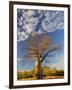 Boab Tree, Kimberley, Western Australia, Australia, Pacific-Schlenker Jochen-Framed Photographic Print