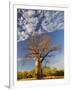 Boab Tree, Kimberley, Western Australia, Australia, Pacific-Schlenker Jochen-Framed Photographic Print