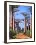 Boab Tree-null-Framed Photographic Print