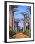 Boab Tree-null-Framed Photographic Print