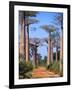 Boab Tree-null-Framed Photographic Print