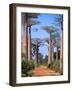 Boab Tree-null-Framed Photographic Print