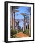 Boab Tree-null-Framed Photographic Print