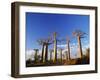 Boab Tree-null-Framed Photographic Print