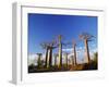 Boab Tree-null-Framed Photographic Print