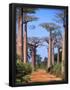 Essential Black