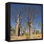 Boab Trees (Adansonia Gregorii), Hall's Creek, the Kimberley-Tony Waltham-Framed Stretched Canvas