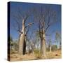 Boab Trees (Adansonia Gregorii), Hall's Creek, the Kimberley-Tony Waltham-Stretched Canvas