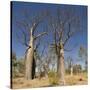 Boab Trees (Adansonia Gregorii), Hall's Creek, the Kimberley-Tony Waltham-Stretched Canvas