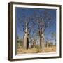 Boab Trees (Adansonia Gregorii), Hall's Creek, the Kimberley-Tony Waltham-Framed Photographic Print