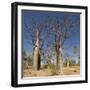 Boab Trees (Adansonia Gregorii), Hall's Creek, the Kimberley-Tony Waltham-Framed Photographic Print