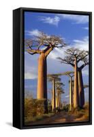 Boab Trees at Sunset-null-Framed Stretched Canvas