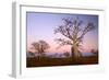 Boabs Bushland-null-Framed Photographic Print