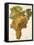 Boal Grape-A. Kreyder-Framed Stretched Canvas