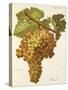 Boal Grape-A. Kreyder-Stretched Canvas