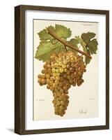 Boal Grape-A. Kreyder-Framed Giclee Print