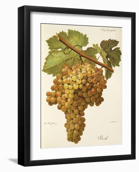 Boal Grape-A. Kreyder-Framed Giclee Print