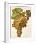 Boal Grape-A. Kreyder-Framed Giclee Print