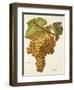 Boal Grape-A. Kreyder-Framed Giclee Print