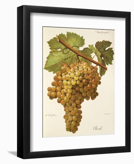 Boal Grape-A. Kreyder-Framed Giclee Print