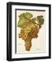 Boal Grape-A. Kreyder-Framed Giclee Print