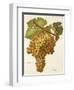 Boal Grape-A. Kreyder-Framed Giclee Print