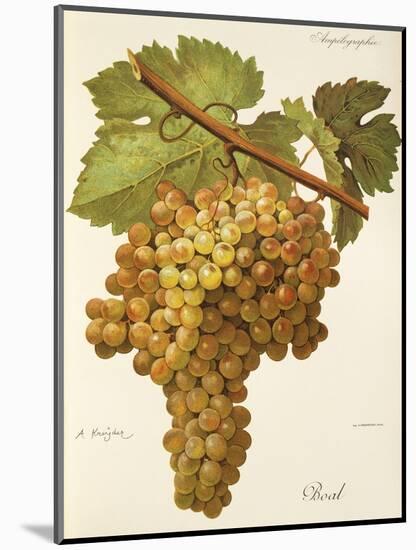 Boal Grape-A. Kreyder-Mounted Giclee Print