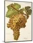 Boal Grape-A. Kreyder-Mounted Giclee Print