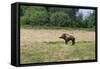 Boar/Hog Willow Sculpture in Meadow-null-Framed Stretched Canvas