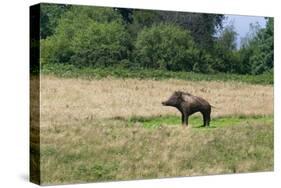Boar/Hog Willow Sculpture in Meadow-null-Stretched Canvas