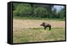 Boar/Hog Willow Sculpture in Meadow-null-Framed Stretched Canvas