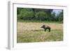 Boar/Hog Willow Sculpture in Meadow-null-Framed Photographic Print