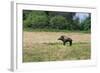 Boar/Hog Willow Sculpture in Meadow-null-Framed Photographic Print