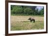 Boar/Hog Willow Sculpture in Meadow-null-Framed Photographic Print