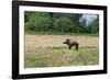 Boar/Hog Willow Sculpture in Meadow-null-Framed Photographic Print