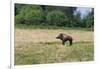 Boar/Hog Willow Sculpture in Meadow-null-Framed Photographic Print